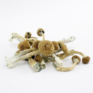 Golden Teachers Mushrooms - Shop Magic Mushrooms Online Exclusively on Pride Pulse
