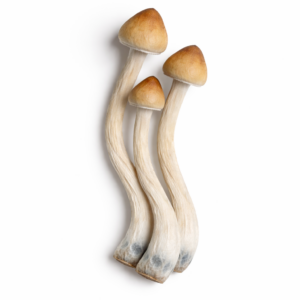 Dried B+ mushrooms with broad golden caps, thick stems, and natural blue bruising.
