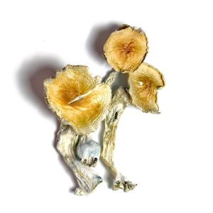 Premium Blue Meanie mushrooms with golden caps, thick stems, and intense blue bruising displayed on a clean white background.