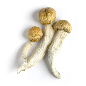 Premium dried Penis Envy mushrooms with thick stems, compact caps, and visible blue bruising.