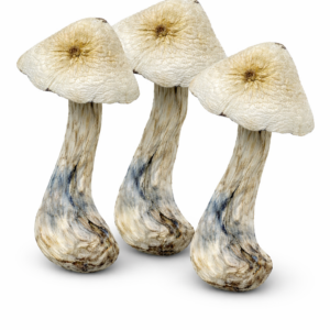 Pale white Albino A+ mushrooms with cream-coloured caps and blue bruising displayed on a white background.